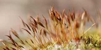 Co powiesić na ścianie zamiast obrazu? Co powiesić na ścianie zamiast obrazu?