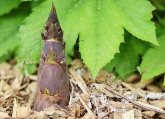 Czy koronka pogrubia? Czy koronka pogrubia?