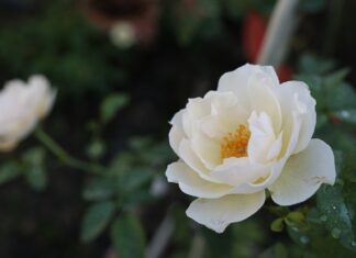 Do czego pasuje bolerko? Do czego pasuje bolerko?