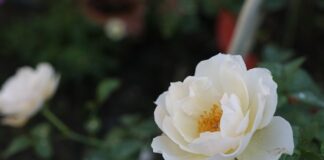 Do czego nosić bolerko? Do czego nosić bolerko?