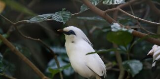 Od którego miesiąca ciąży można jeździć bez pasów?