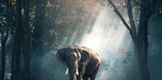 Czy do Tajlandii trzeba mieć szczepienie?