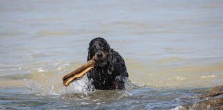 Jaki jest koszt sprowadzenia auta z USA? Jaki jest koszt sprowadzenia auta z USA?