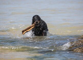 Jaki jest koszt sprowadzenia auta z USA? Jaki jest koszt sprowadzenia auta z USA?