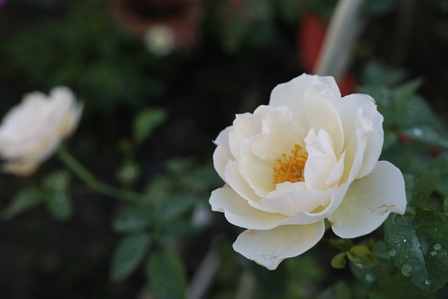 Jak dobrać bolerko do sukni ślubnej? Jak dobrać bolerko do sukni ślubnej?