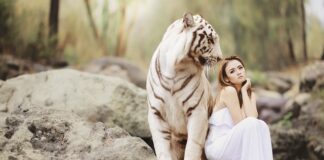 Na kogo poluje tygrys? Na kogo poluje tygrys?