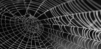 Jak wybrać jedwab? Jak wybrać jedwab?