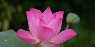 Jak jest po angielsku hula hop? Jak jest po angielsku hula hop?