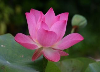 Jak jest po angielsku hula hop? Jak jest po angielsku hula hop?