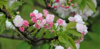 Jaka jest żywotność baterii w samochodach elektrycznych? Jaka jest żywotność baterii w samochodach elektrycznych?