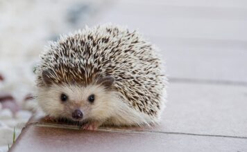 Co to są kółka PU?