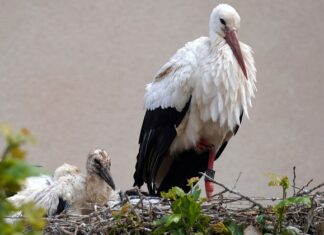 Jak zrobić grzechotki dla dzieci? Jak zrobić grzechotki dla dzieci?
