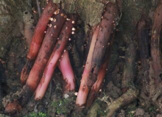 Czy Amol można stosować do nebulizatora? Czy Amol można stosować do nebulizatora?